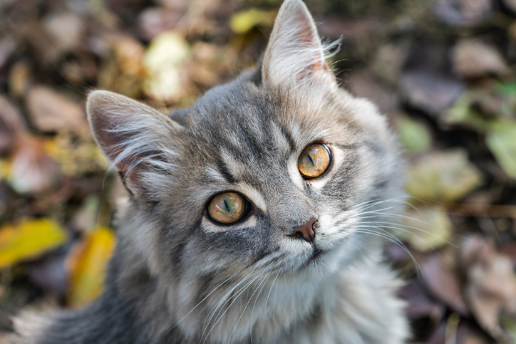 ¿Por qué los de Madrid son gatos?