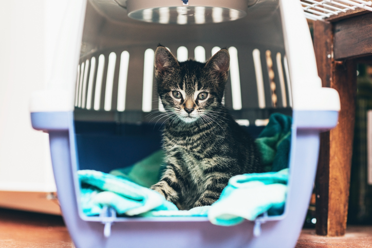Consejos para viajar con animales