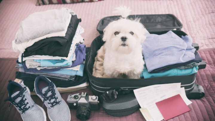 No viajes con tus mascotas sin seguir estos consejos