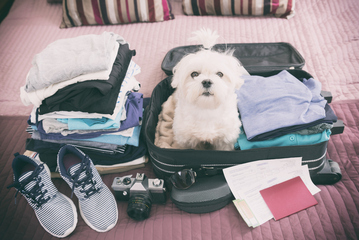 No viajes con tus mascotas sin seguir estos consejos