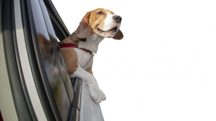 Consejos para hacer turismo en Madrid con tu mascota