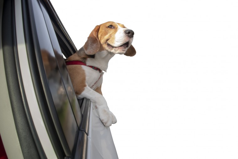Consejos para hacer turismo en Madrid con tu mascota
