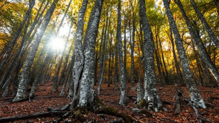 El hayedo de Montejo en otoño Una visita imprescindible