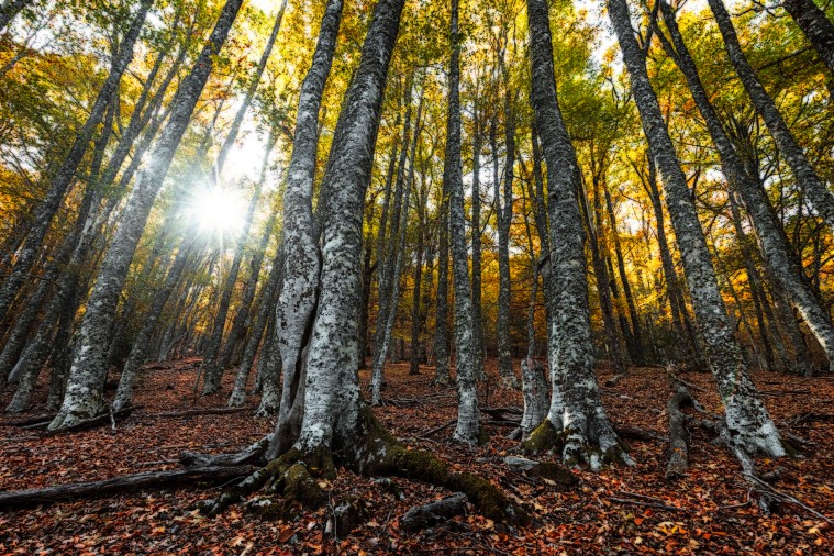 El hayedo de Montejo en otoño Una visita imprescindible